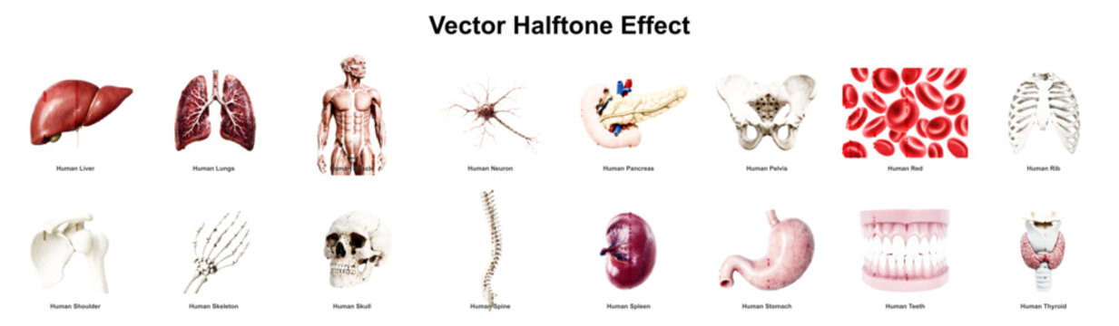 Medical anatomy human organ in biology body science of health skeleton internal liver lung neuron