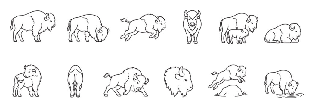 Collection of various outline drawings depicting bison in different poses and actions, isolated on a clean white background