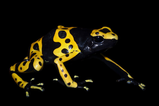 Yellow banded poison dart frogs (Dendrobates leucomelas) close-up isolated on black background, a Dendrobates leucomelas closeup on isolated background