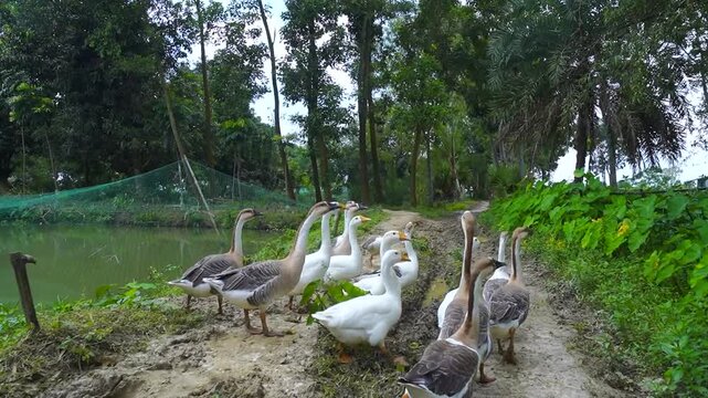 Group of domestic geese walking on a rural path near a pond in a countryside farm setting.