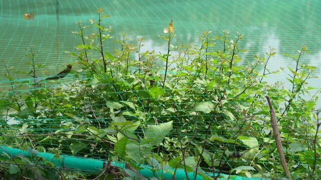 Green leafy plant growing in a garden with a protective mesh fence in the background