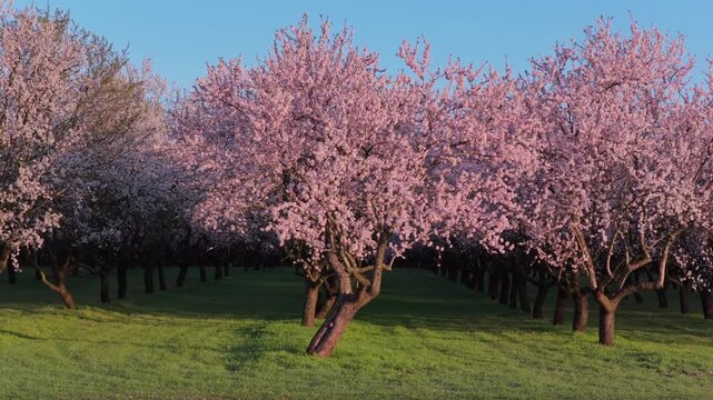 Cinematic aerial view of blooming almond orchard during spring sunrise with pink flowers in full bloom.
