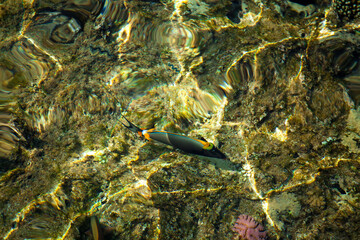 coral reef © citicet