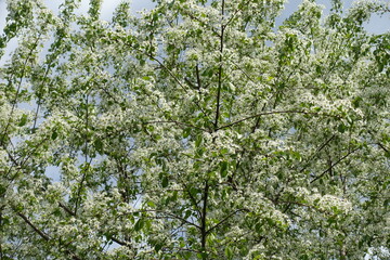 Fototapeta premium Numerous white flowers of Prunus mahaleb in May