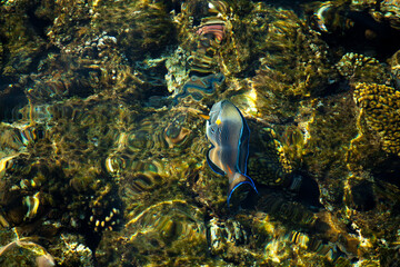 coral reef © citicet