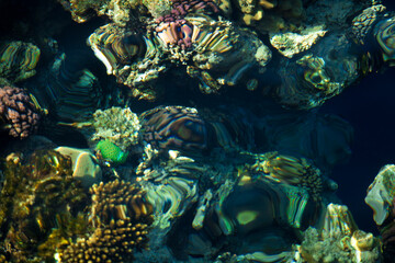coral reef © citicet