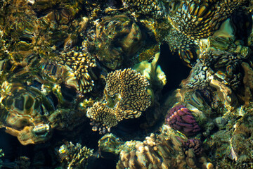 coral reef © citicet