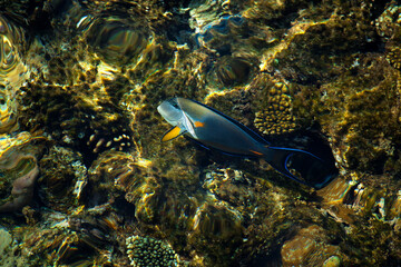 coral reef © citicet
