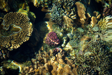 coral reef © citicet