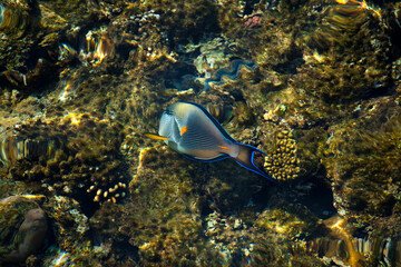 coral reef © citicet