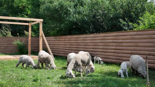 Sheep graze on green grass near a fence in bright sunlight during the day