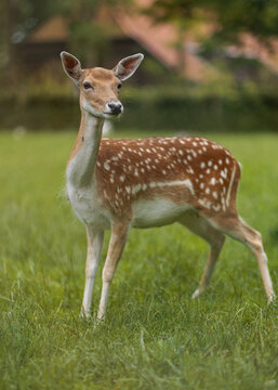 Beautiful image of a "bambi" at the deer park of noble house and estate Ennemaborg