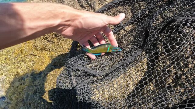 POV fisherman holding colorful Ornate Wrasse (Thalassoma pavo) over landing net on rocky shore.