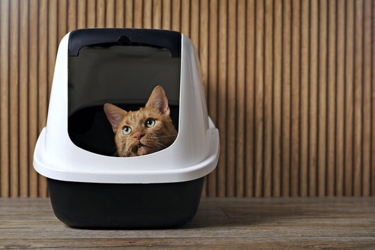 Cute Ginger cat sitting in a litter box and looking funny outside. Horizontal image with copy space.	