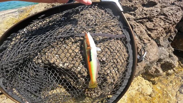 Freshly caught Mediterranean Rainbow Wrasse (Coris julis) hanging on hook above landing net. Rocky shore sea fishing POV.