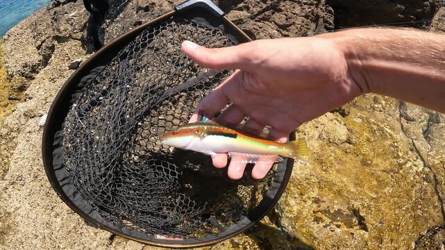 POV fisherman holding small Mediterranean Rainbow Wrasse (Coris julis) in hand above landing net. Shore sport fishing.