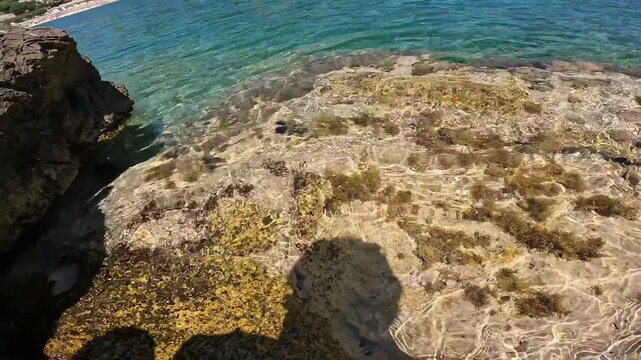 Catch and release. Hand releasing small Mediterranean Rainbow Wrasse (Coris julis) into clear rocky shallow sea water.