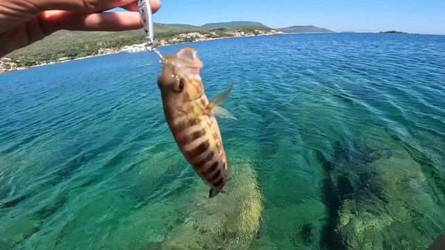 POV fisherman holding caught Comber (Serranus cabrilla) on metal jig over clear blue sea water, Light Rock Fishing.