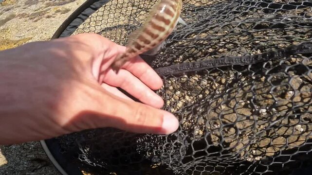 Angler gently holding beautiful Comber (Serranus cabrilla) inside landing net on rocky sea shore, close up.