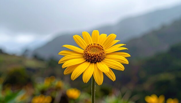 Mountain yellow daisy. Bright yellow edible daisy blossom in nature, occasionally used as a vibrant rustic garnish for salads and desserts.