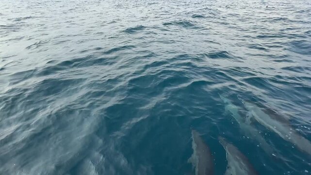Pod of wild dolphins swimming together in deep blue ocean waves