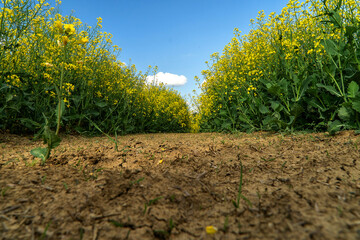 Pole rzepaku  © piotr
