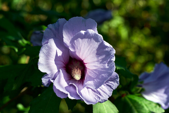 Close-up of a blooming purple ornamental hibiscus flower in the garden