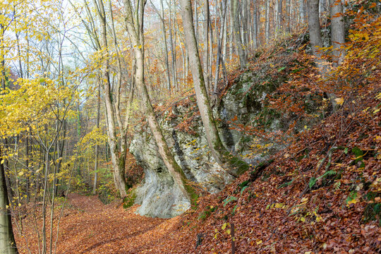 Exposed limestone formation rises beside a leaf covered path in a deciduous forest dominated by European beech Fagus sylvatica. Yellow and copper foliage, mossy rocks and steep woodland slopes create 
