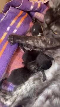 Mother cat (Felis catus) nursing her tiny newborn kittens lying on a cozy blanket, feline maternity, pet care and new life concept.