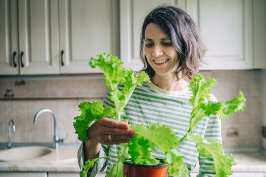 Smiling mature woman holds a potted lettuce plant in her home kitchen