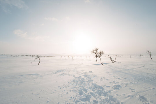 Footprints cross a snowy winter landscape in Lapland Finland