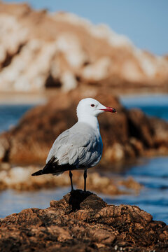 A seagull stands on a rock at Cala Pregonda in Menorca