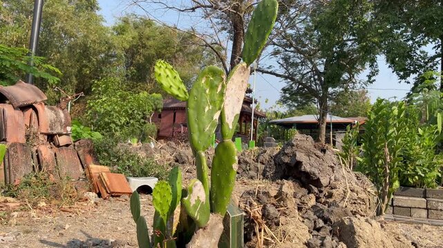 Prickly Pear Cactus Growing In Rural Village Landscape Garden