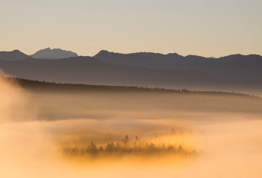 Germany, Bavaria, Upper Bavaria, Isarauen, Pupplinger Au and fog at sunrise
