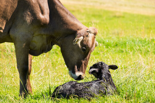 Germany, Bavaria, Allgaeu, Cow with newborn calf