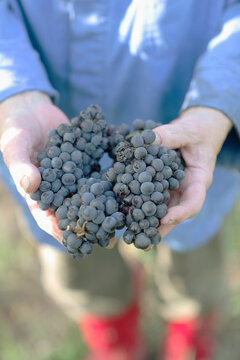 Man holding red grapes