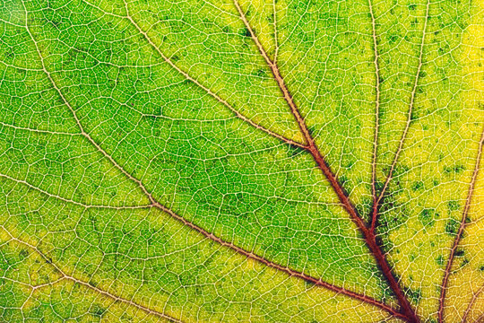 Austria, Close up of autumn leave