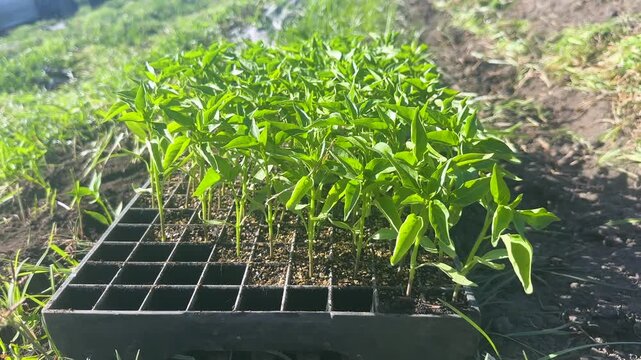 Pepper seedlings in a tray ready for planting in the organic vegetable garden on a sunny spring day