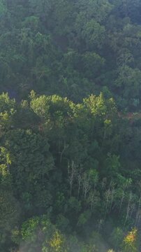 Vertical Aerial View of Forest Hills in Lambasingi, Andhra Pradesh, India