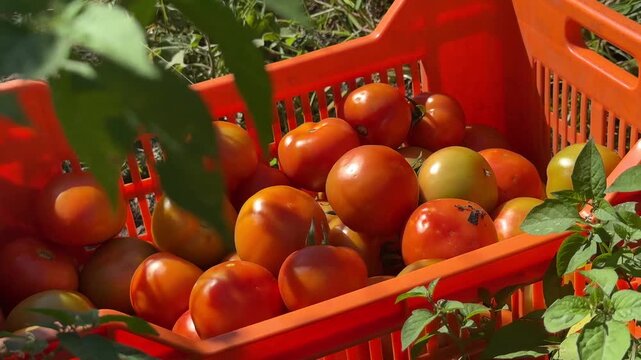 Freshly harvested ripe red tomatoes in an orange crate in a vegetable garden during a sunny day