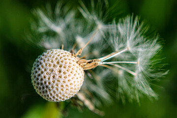 Soffione © Marcello