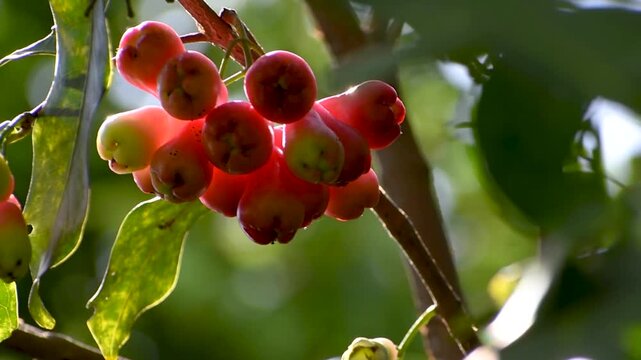 Close-up video of vibrant, ripe wax apples, also known as rose apples (*Syzygium samarangense*), hanging naturally from a tree branch.