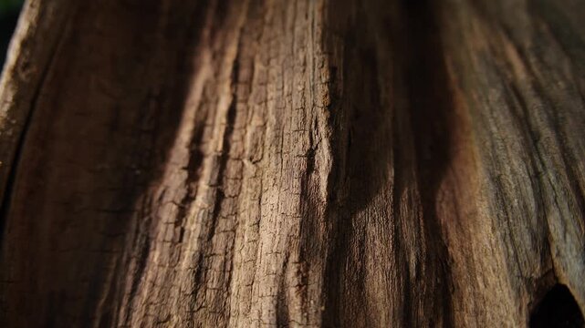 Moving light patterns across weathered wood texture in cinematic macro