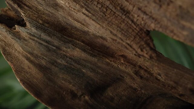 Weathered driftwood edge with natural wood texture in macro close up