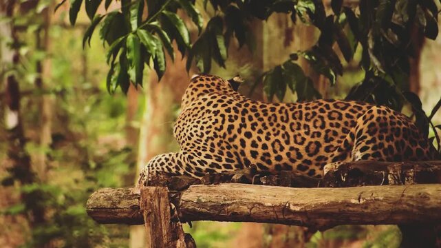 Leopard Resting in Jungle Habitat, Wild Big Cat in Forest Environment