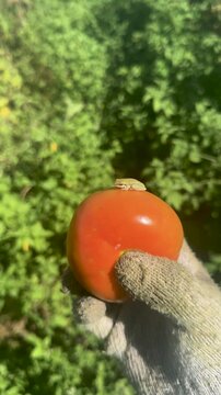 Tiny tree frog resting on a freshly picked organic tomato held by a gardener's gloved hand