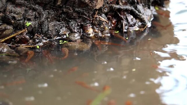 Tadpoles in Murky Water: A close-up shot captures numerous tadpoles swimming in shallow, murky water near the muddy bank of a pond, surrounded by decaying organic matter and emerging green shoots.