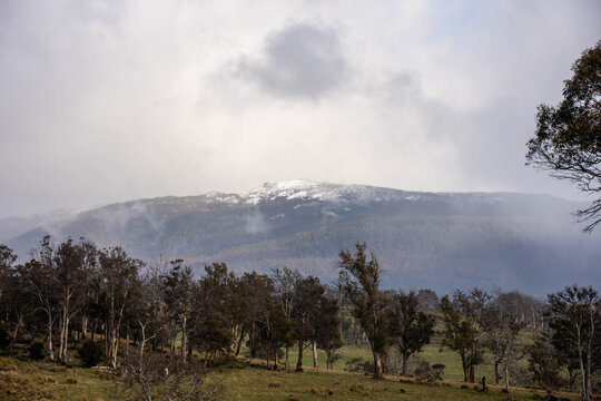 Snowcapped mountain peak framed by eucalyptus trees under overcast winter skies in Australia