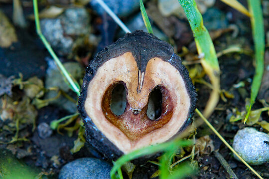 Pezzo di legno a forma di naso di cuore