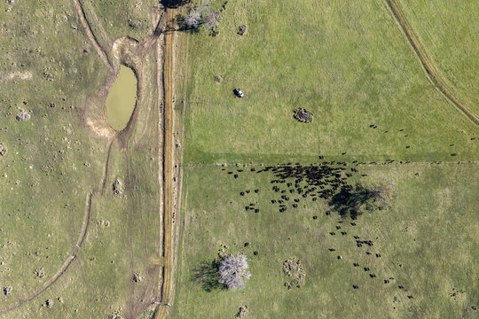 regenerative Cattle Herd Rotational Grazing on Green Australian Farm Pasture Landscape